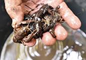 European crayfish runs rampant wantonly, serious minatory ecological balance, the government encoura