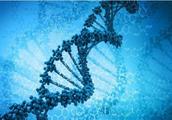 The scientist is passed transform gene, human inte