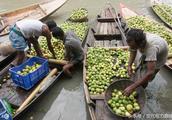 On August 15 the guava of Bengal, big bumper harvest, had you eaten?