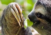 Animal world - brown larynx sloth