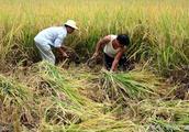 Come when the Beginning of Autumn, farmer people busy move harvests rice, enjoy the gratification of