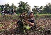Henan Nanyang: Earthnut is ripe, pick fruit machin