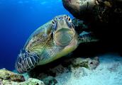 World marine day comprehends the glamour of marine world, true magical hide in sea floor!