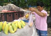 Heibei farmer answers mango to pull Shanxi to sell from Sichuan hair, see him 1 car can earn how man