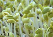 A lot of people do not know how bean sprouts eats,