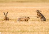 Strange interest photographs: Male hare fights con