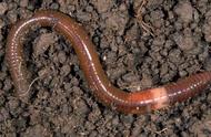 How is the earthworm that fishing uses raised in the home?