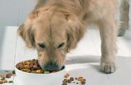 Does dog dog eat dog food nutrition to you can cat