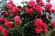 Camellia waters big, begin deciduous leaf, had been put in shady and cool and ventilated place, how