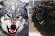 Is 5 Tibet mastiff hit so that cross grey wolf of 