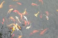 Can bright and beautiful carp breed in aquatic animals box, it how be raised is better to how be rai