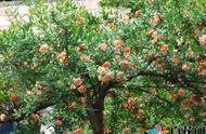 How to plant pomegranate tree?