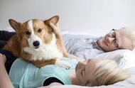 Is pet dog raised in the home influential to pregn