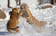 Do male lion and lioness defy tiger of a Siberia what result?