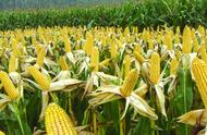 Face store the auction undertakes superabundant in Feburary, does our country corn go stock result h