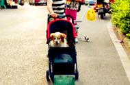 Some people push a dog with pram, how do you look 