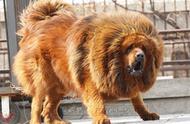 What dog can be mixed in Qinghai-Tibet Platean the Tibetan mastiff of local herdsman one relatively
