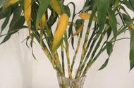 Are leaf of bamboo of riches and honour and root sent yellow how should do?