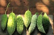 What harm does balsam pear have to human body?