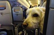 How does dog dog enter plane cabin?