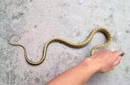 Why to often see a snake in the country?
