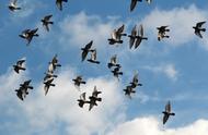 Many 500 carrier pigeon meets with club " bury al