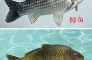Why 4 everybody fish is Yong of green grass silver crap, and without crucian carp fish and carp?