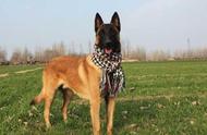 Why can equestrian dog replace De Mucheng to be the cosset of police dog bound?