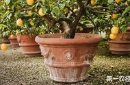 How does potted lemon breed in the home?