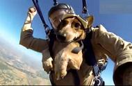 Why when dog dog parachute, there is to cover on the mouth?