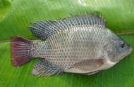 Why had not Hunan area seen Luo Fei fish?