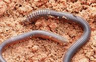 Can the earthworm eat?