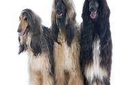 Afghan dog why does home prohibit sell and be bein
