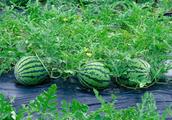 Watermelon price goes low all the way every jins of price 78 wool melon farming be about to cry with