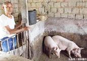 The one piggery of Heibei farmer home, late at nig