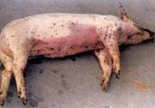 Summertime pig farm 2 kinds of common disease, bre
