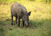 American boar overruns -- China eats goods hour to