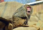 Monkey monkey monkey was met June " be pregnant a