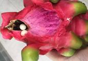 Hangzhou netizen eats firedrake fruit, discover 2 eggs! Put shady and cool part, still can have 