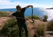Australia this isle is poisonous! Many 400 deadly blacksnake runs rampant to be pecked for the most
