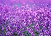 Recently, 3000 mus of lavender spend the sea to bl