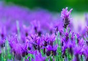Chu Xia's love, the fragrance of lavender... garden of Xue Langshan zoology has lavender not merely