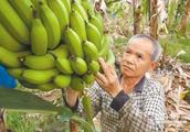 Price of Taiwan south banana dies greatly office o