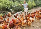 Raise gallinaceous recipe: These 4 kinds of people raise the leading role that chicken just is earth