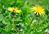 Is dandelion so good really? The harm that sees it