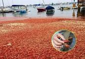 European crayfish runs rampant to dare not eat however, netizen: Be in China, 3 locust dare not go o