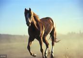 Any of the twelve animals horse, to be warm, not anxious get angry, be careful impatient cannot eat