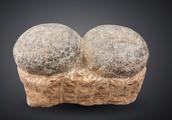 Fossil of auction high-quality goods is being auctioned in 2018 -- dinosaurian egg fossil tastes anc