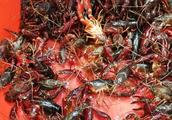 European crayfish overruns, why European do not scoop up eat?