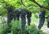 " cultivate " in June grape 2 crucial jobs: Depu